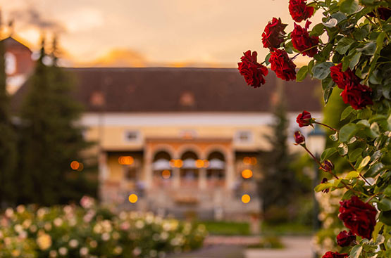 PROMENADE IN THE ROSE GARDEN
